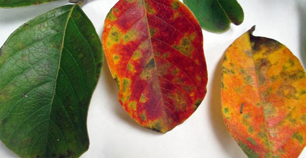 What Causes Cercospora Leaf Spot on Crepe Myrtle