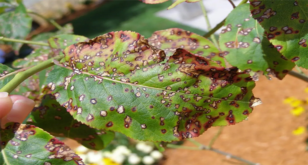 What Does An Infected Leaf Look Like