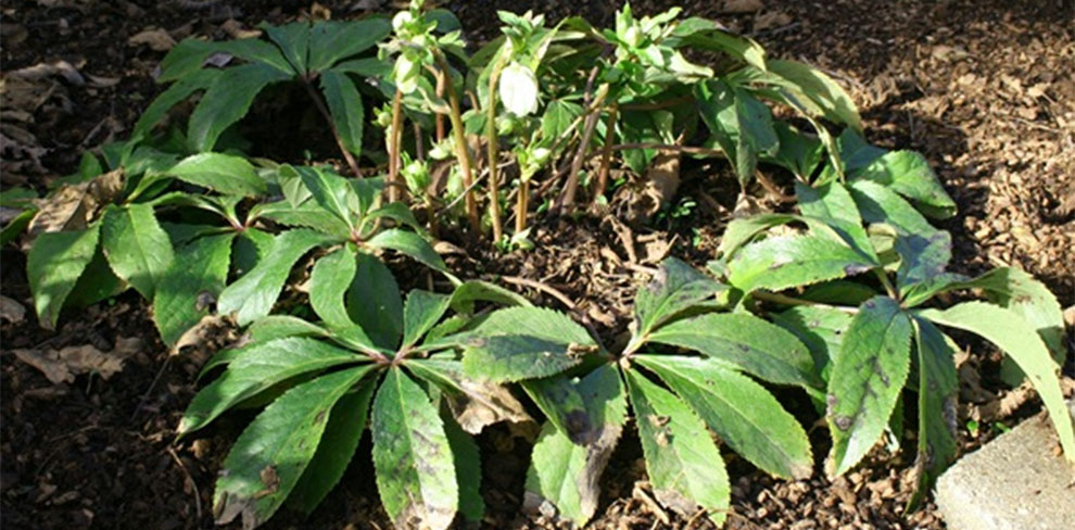 What Happens If You Miss When To Cut Back Lenten Roses