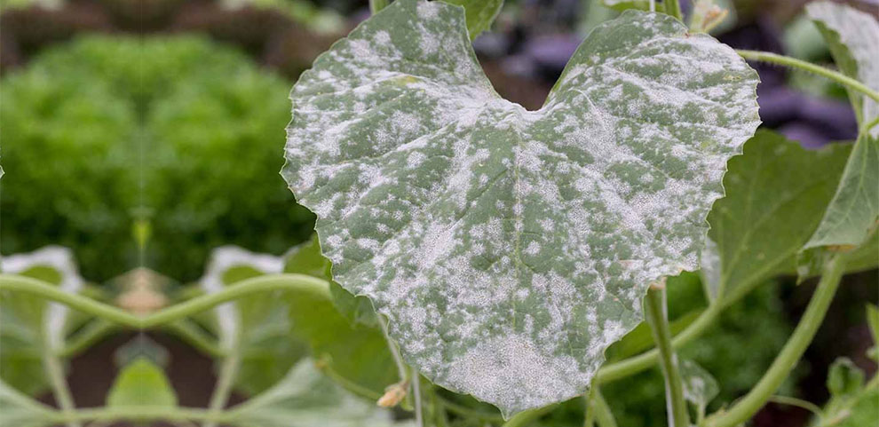What Is Powdery Mildew and Does It Ever Go Away