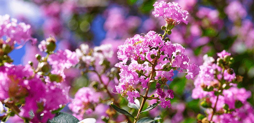 What Month Do Crepe Myrtles Bloom from Different Varieties