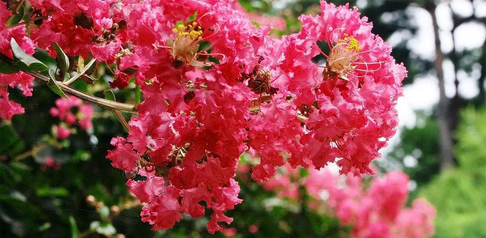 What Time Do Crepe Myrtles Bloom