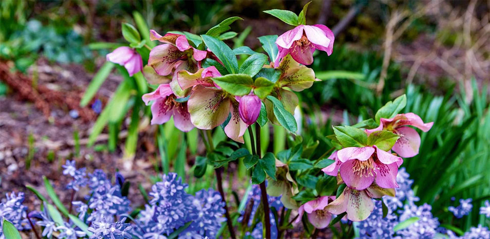 What To Do With Hellebores When They Finish Flowering