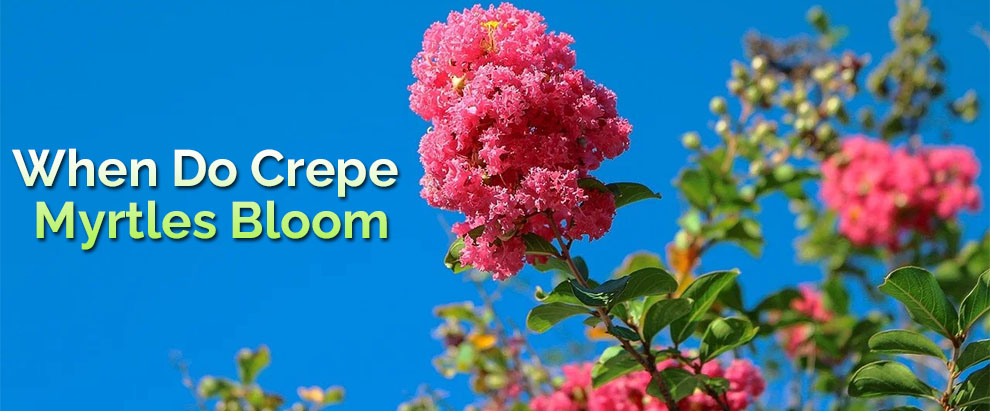 When do crepe myrtles bloom