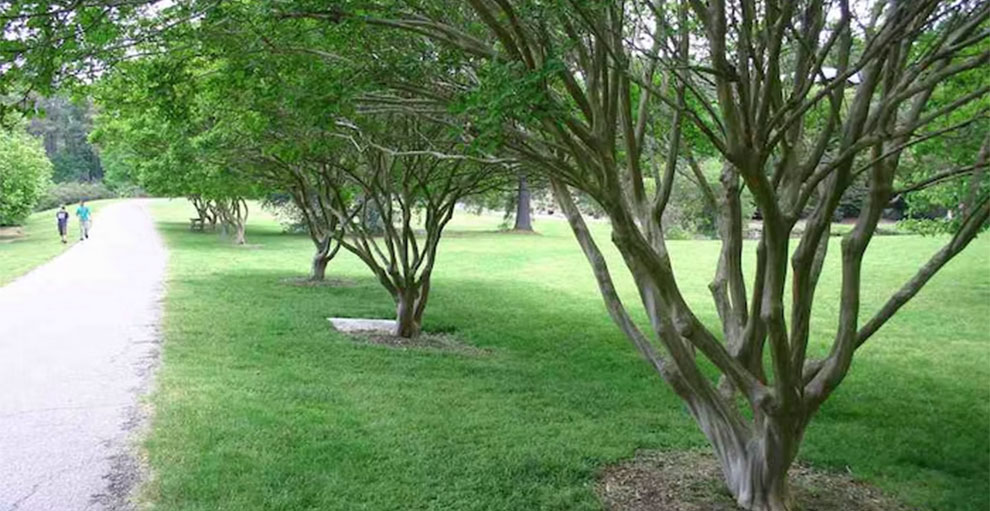 When Do Crepe Myrtles Stop Blooming