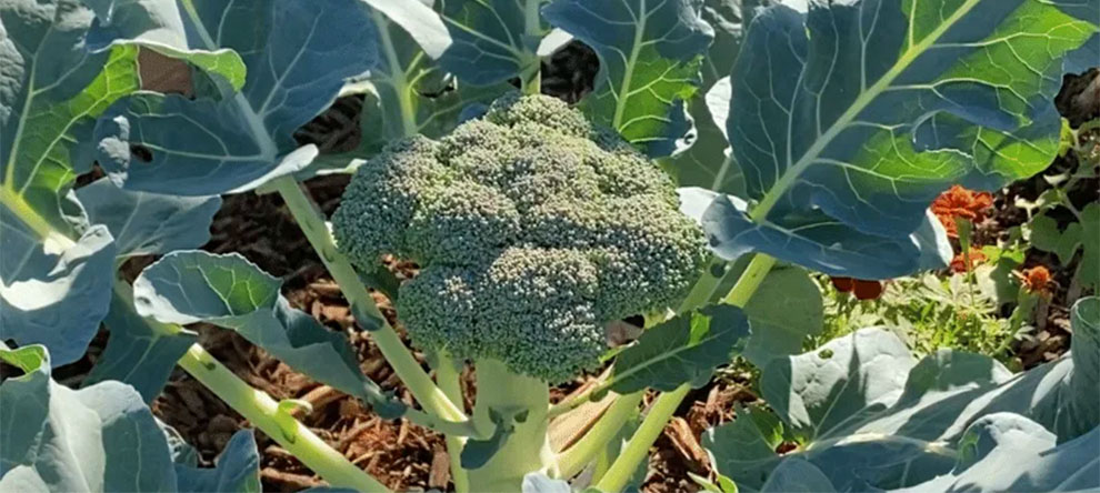 the Broccoli head appear