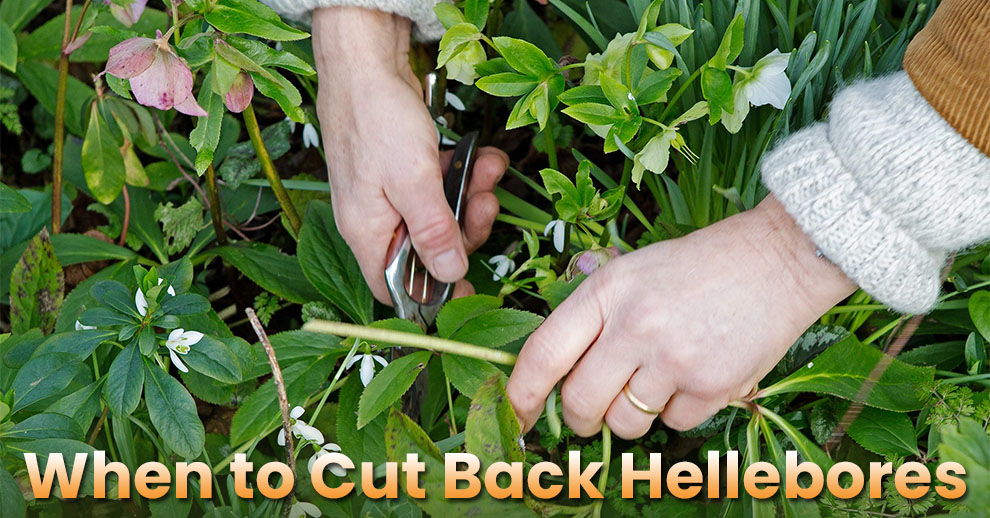 When to cut back hellebores