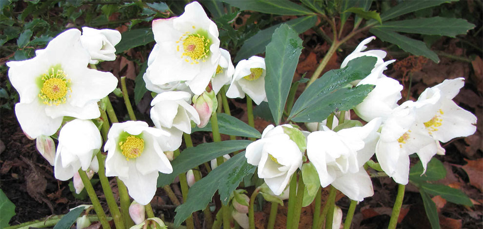 When to plant Christmas roses