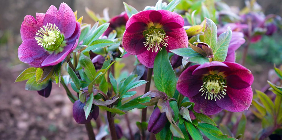 Where to plant hellebores