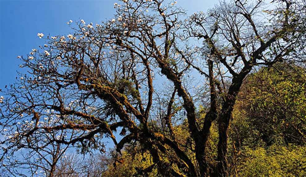 White Fungus On Crepe Myrtles