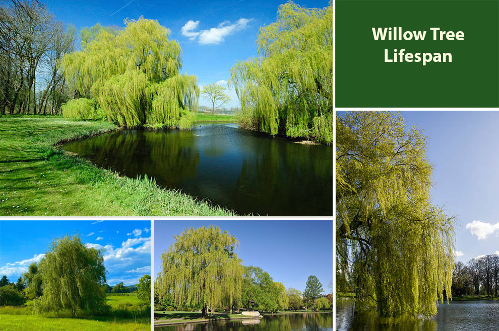 Willow Tree Lifespan