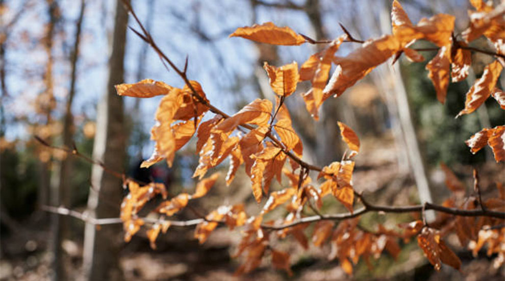 Winter Damage In Japanese Maples