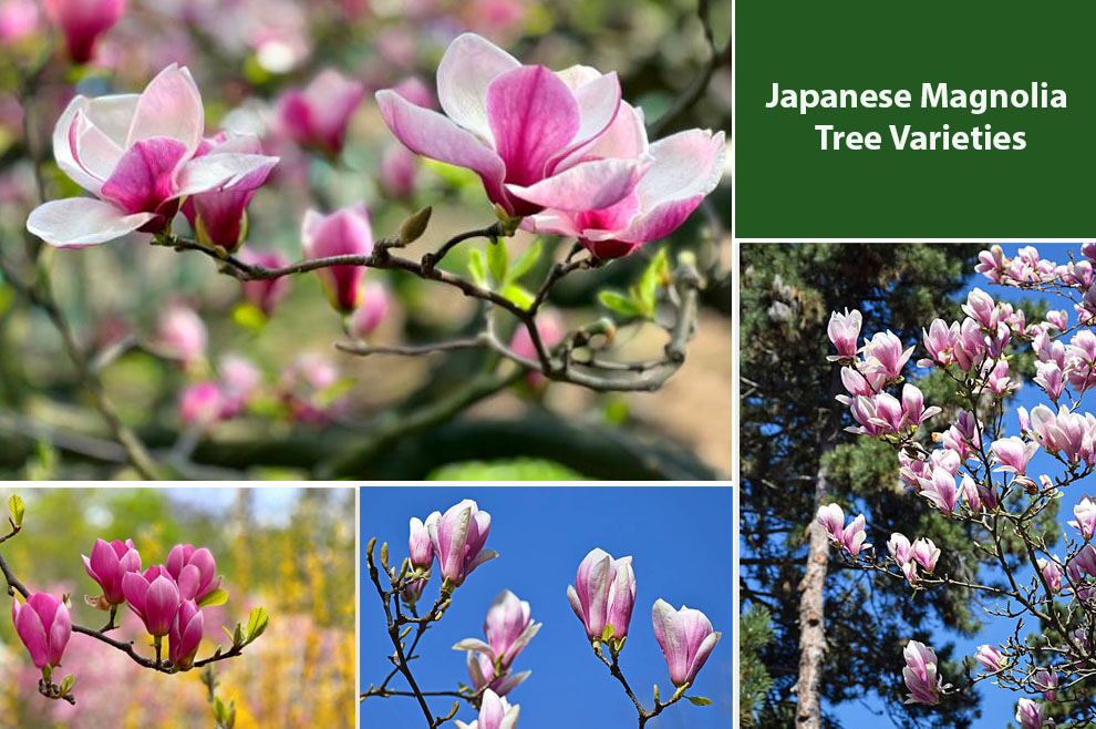 Japanese Magnolia Tree Varieties
