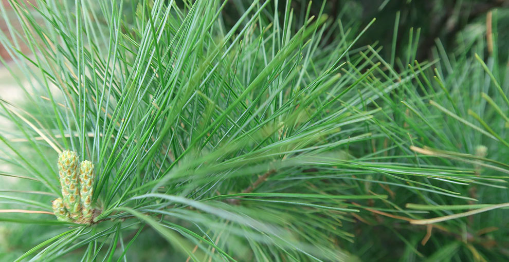 Leaves