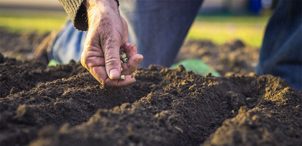 Soil