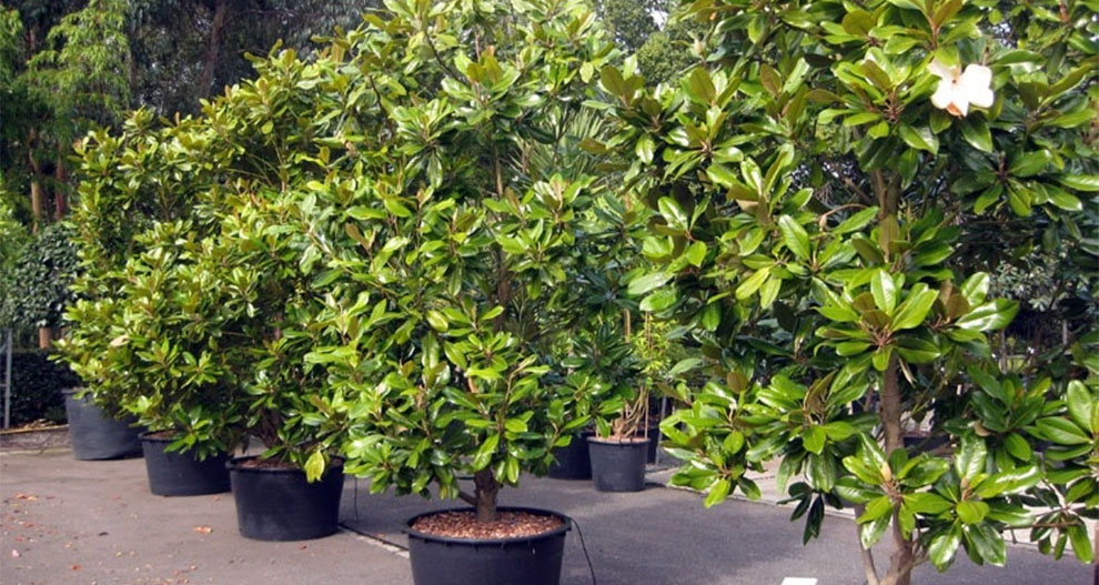 All About Magnolia Tree Care In A Pot