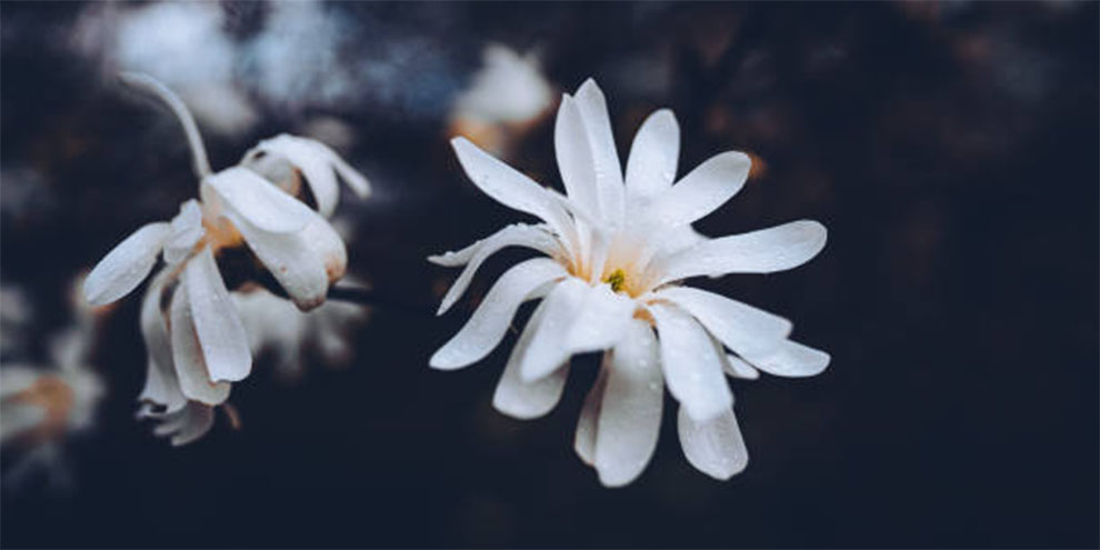 Anise Magnolia