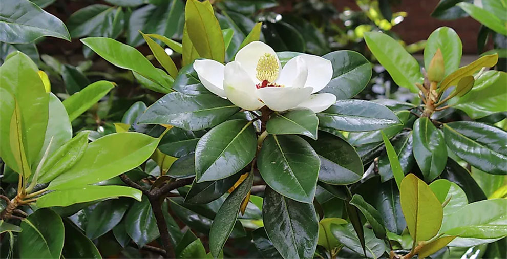 Are Magnolias Fast or Slow Growing: Magnolia Tree Growth Rate