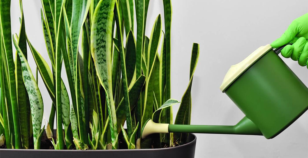 Are snake plants heavy feeders