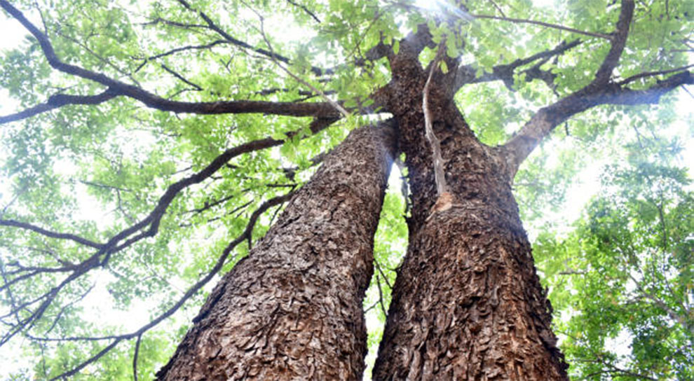 Bark and Branches