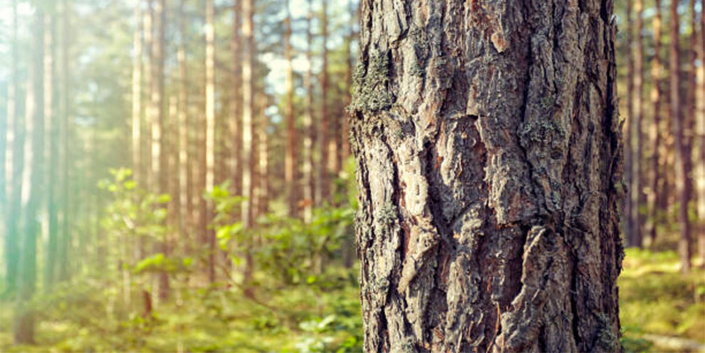 Bark or Trunk