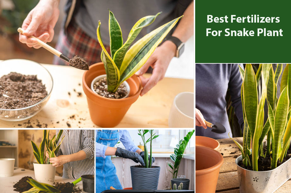 Best Fertilizers For Snake Plant