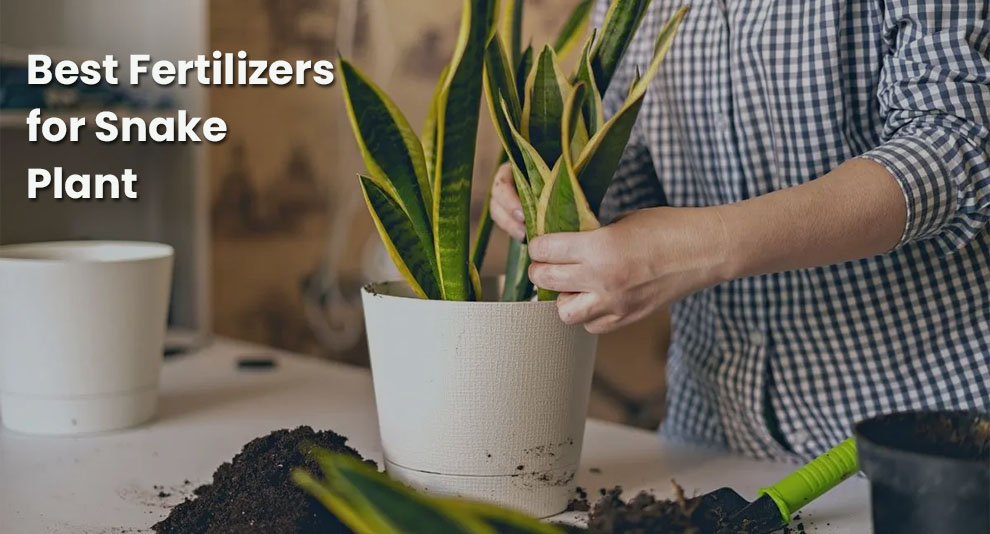 Best fertilizers for snake plant