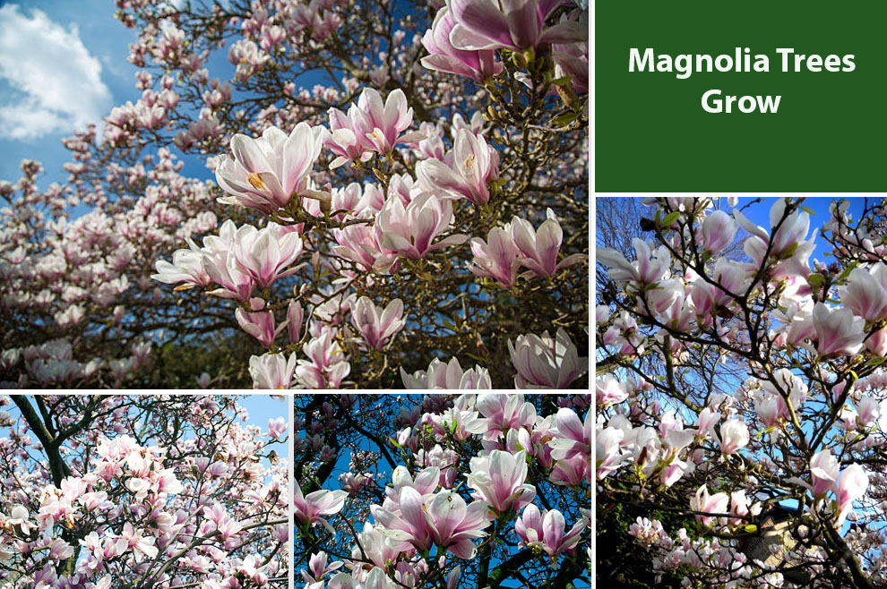 Magnolia Trees Grow 