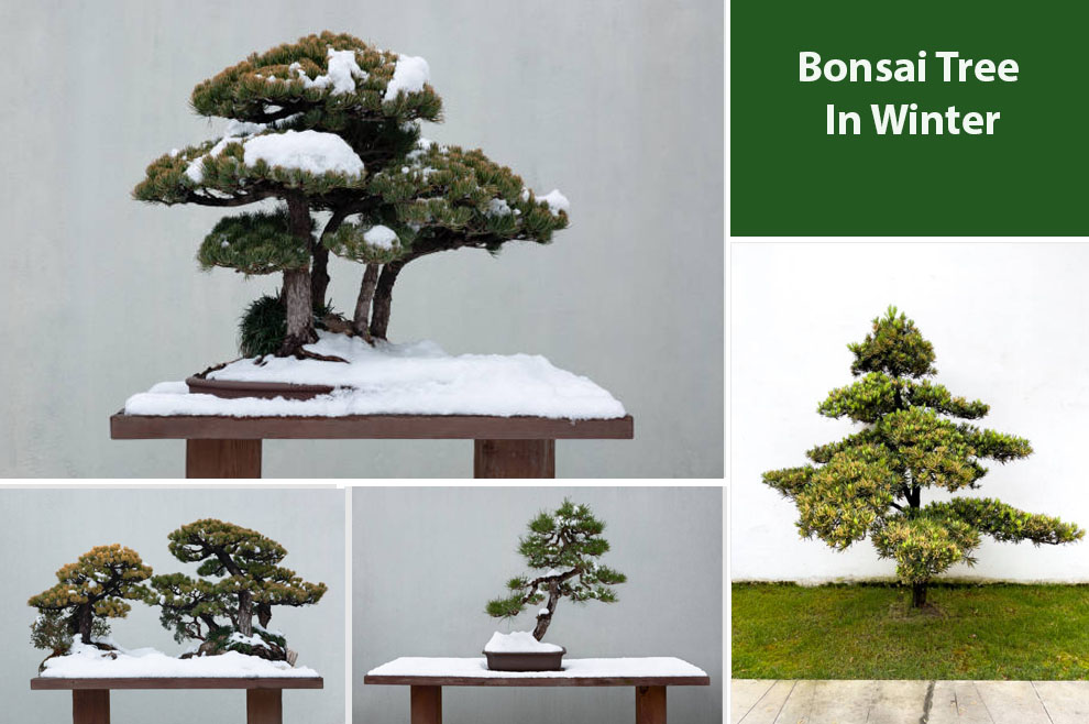 Bonsai Tree In Winter