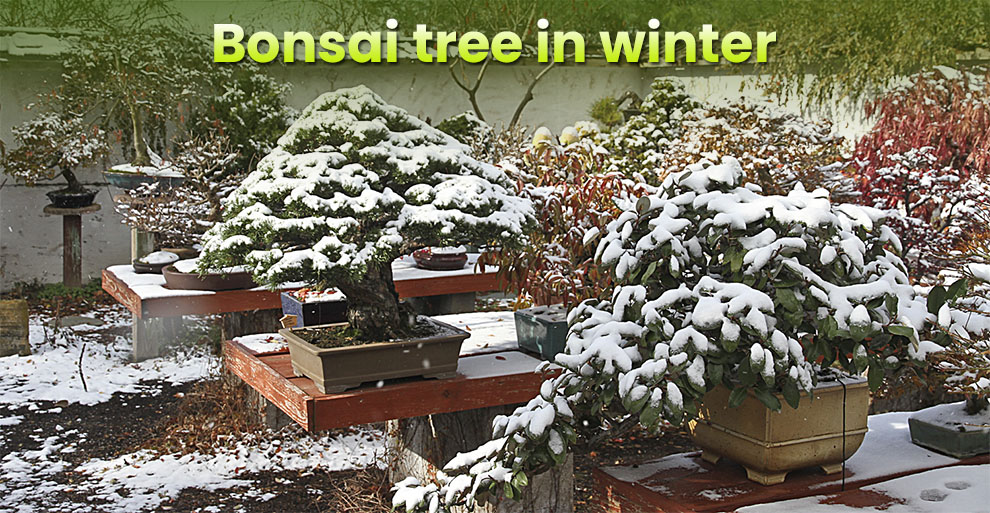 Bonsai tree in winter