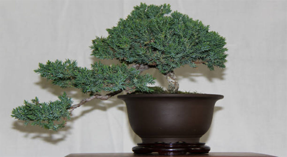 Bonsai Trees Survive Indoors In Winter