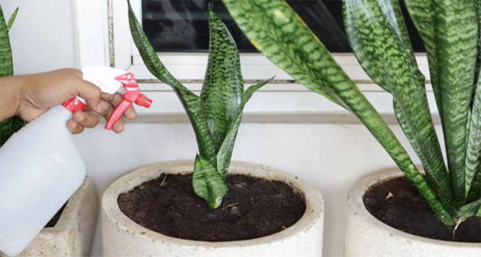 Boost Growth Of Snake Plant