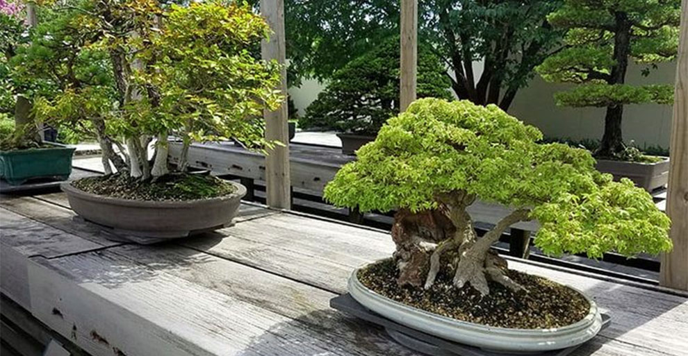 Bonsai Trees Survive Indoors In Winter