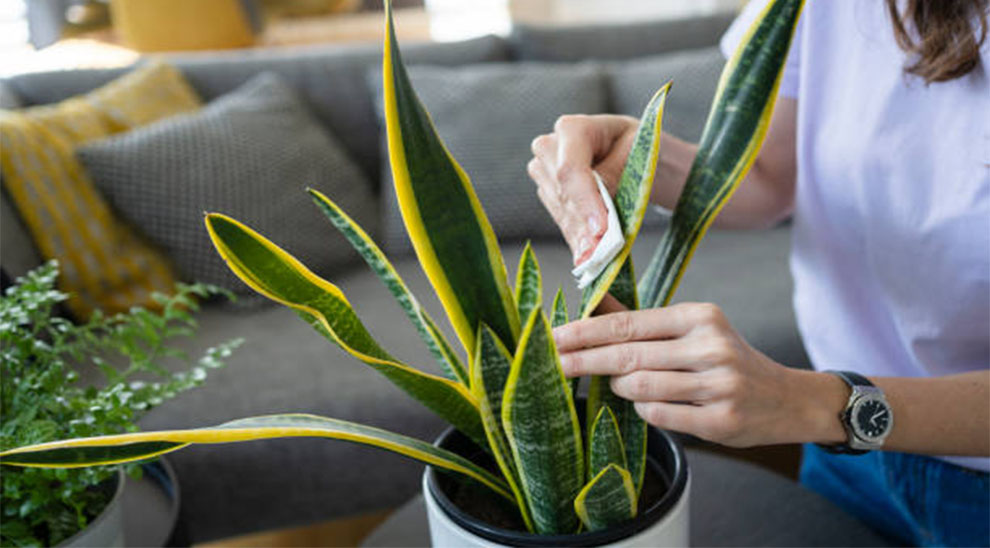 Care of Snake Plant