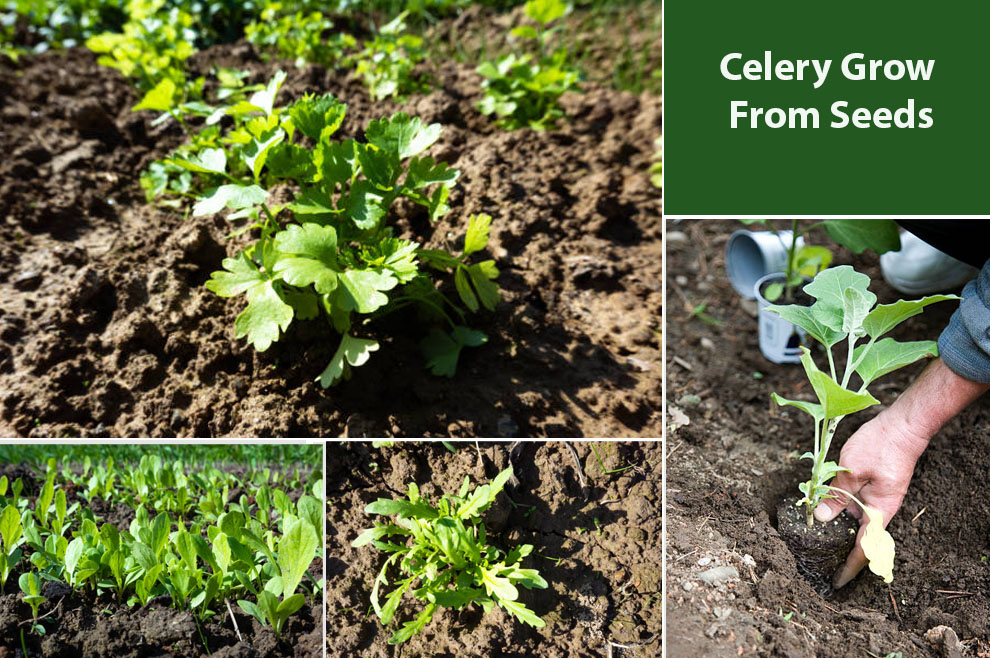 Celery Grow From Seeds