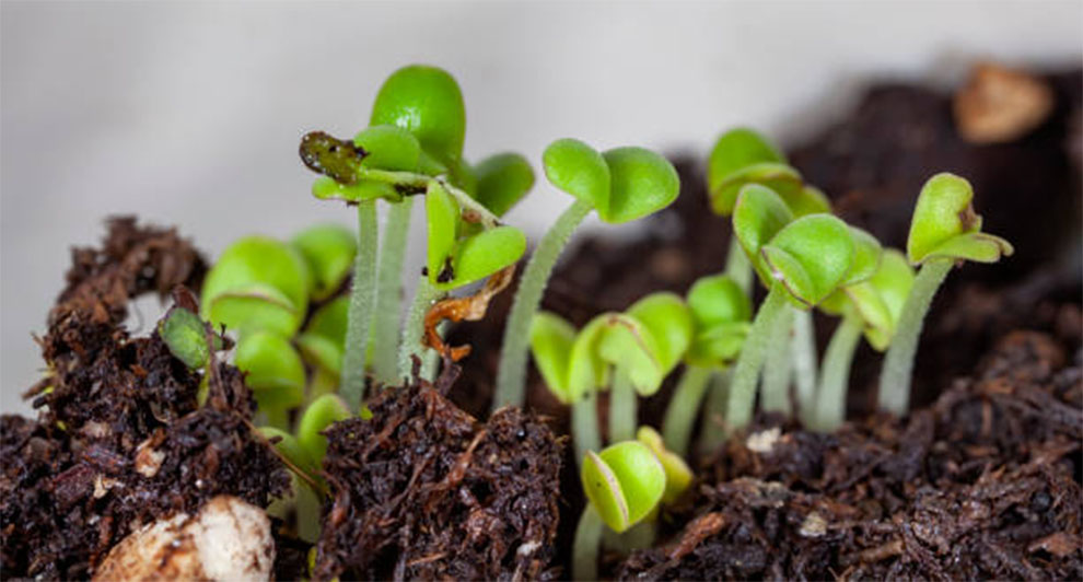 Celery Seeds Germinate