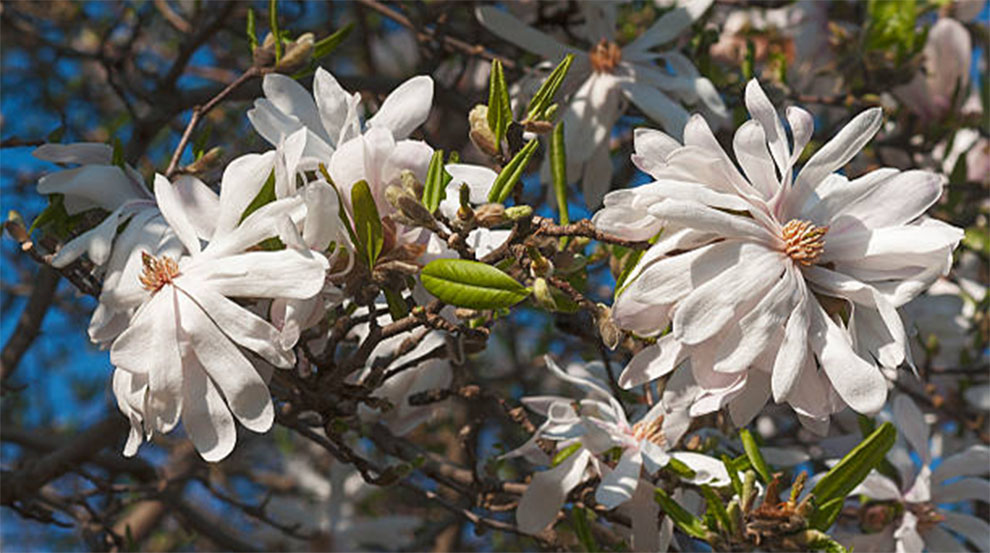 Centennial Star Magnolia