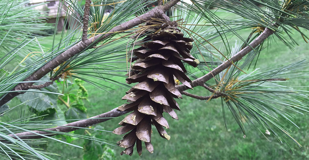 Cone