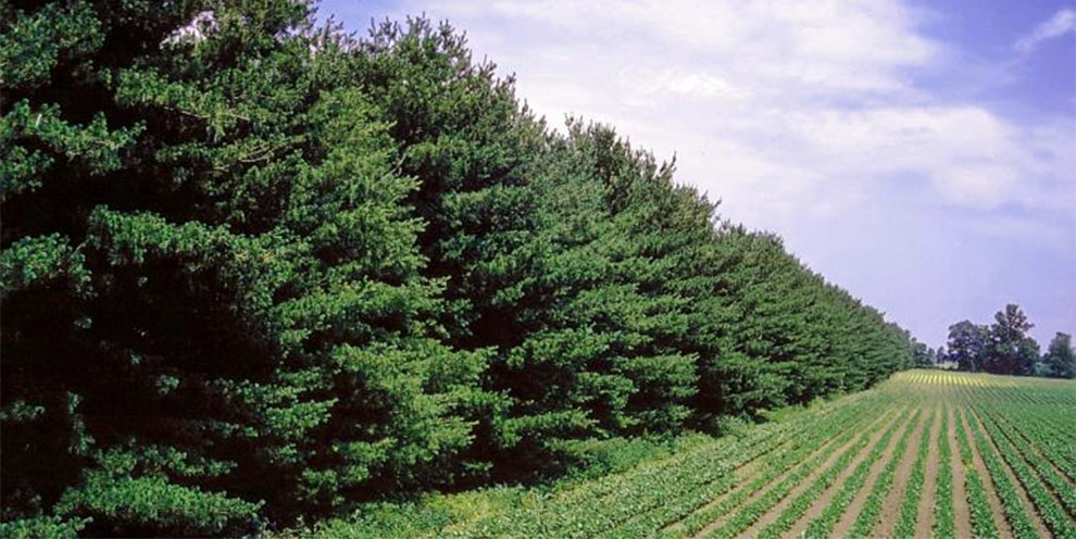 Create windbreaks to protect plants against dry winds