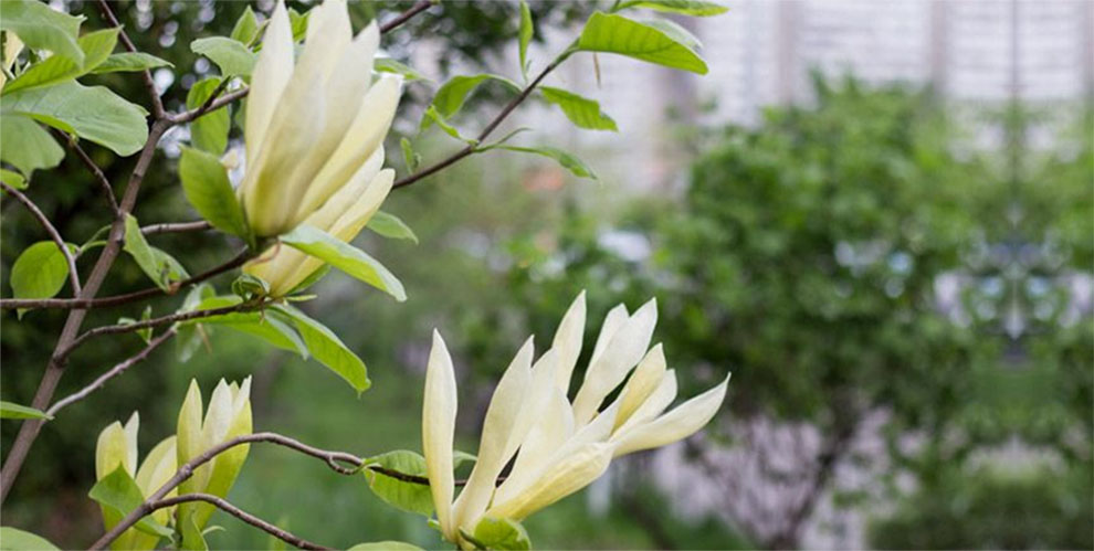 Cucumber Magnolia