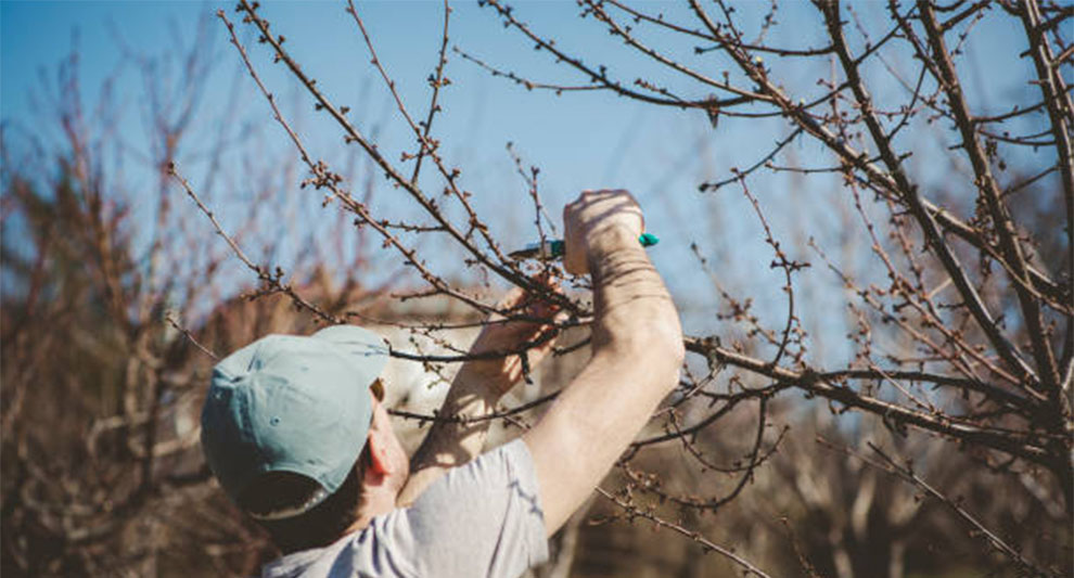 Pruning