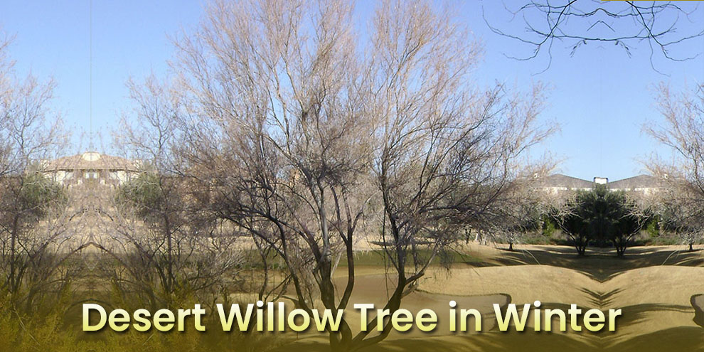  Desert willow tree in winter 