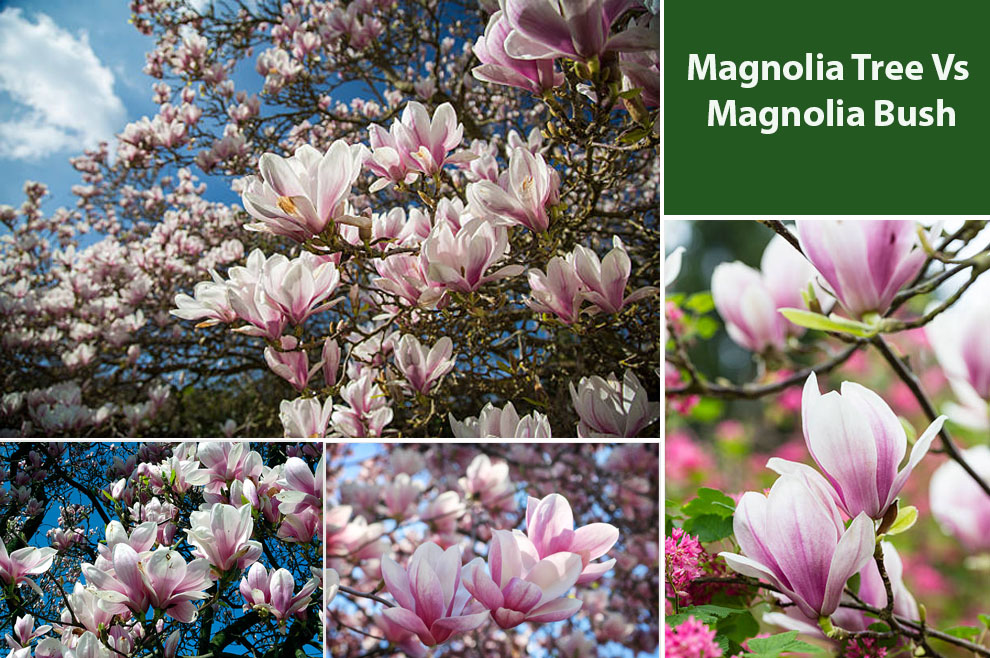 Difference Between Magnolia Bush Vs Tree