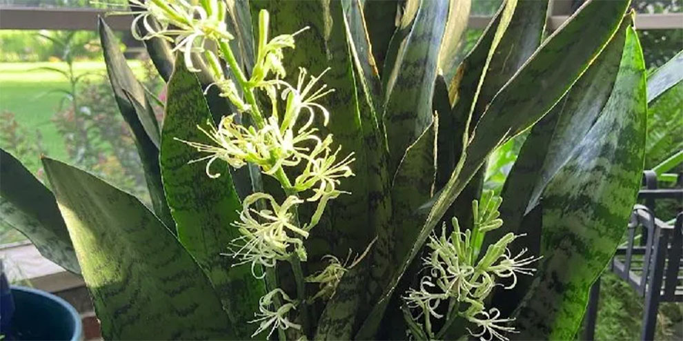 Do Snake Plants Bloom? (Rare Flowers and Their Growing Condition