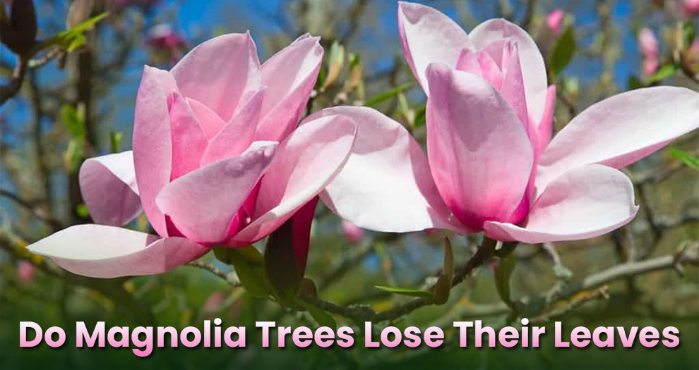 Do magnolia trees lose their leaves