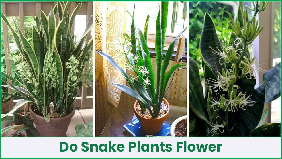 Do Snake Plants Bloom? (Rare Flowers and Their Growing Condition