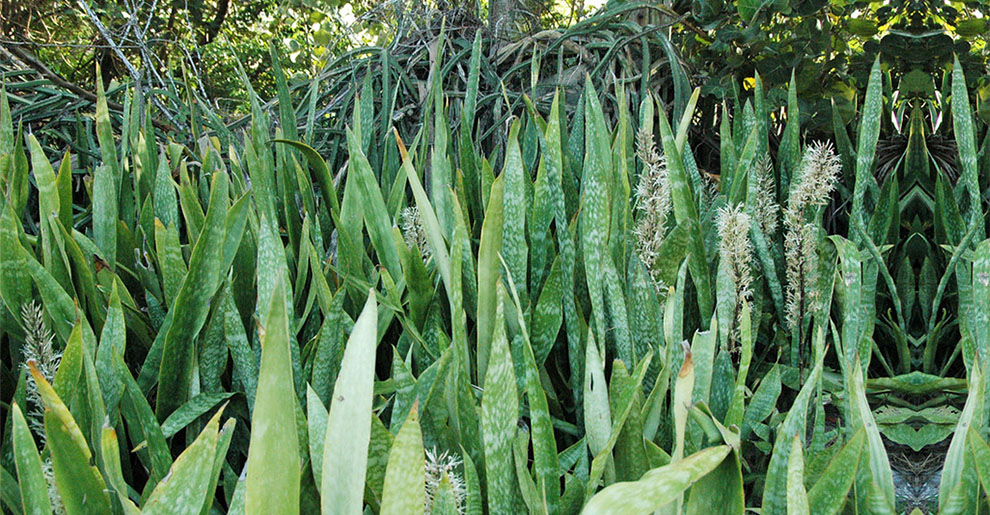 Dracaena Hyacinthoides or Sansevieria hyacinthoides
