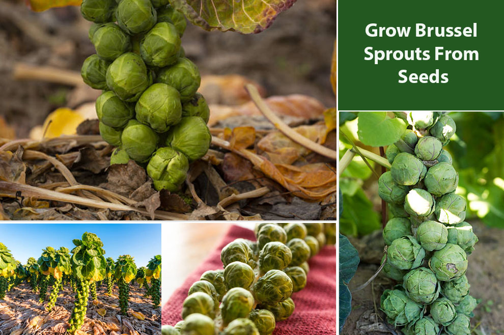 Grow Brussel Sprouts From Seeds