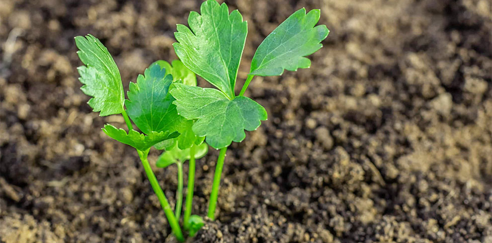 How Do Celery Seeds Germinate
