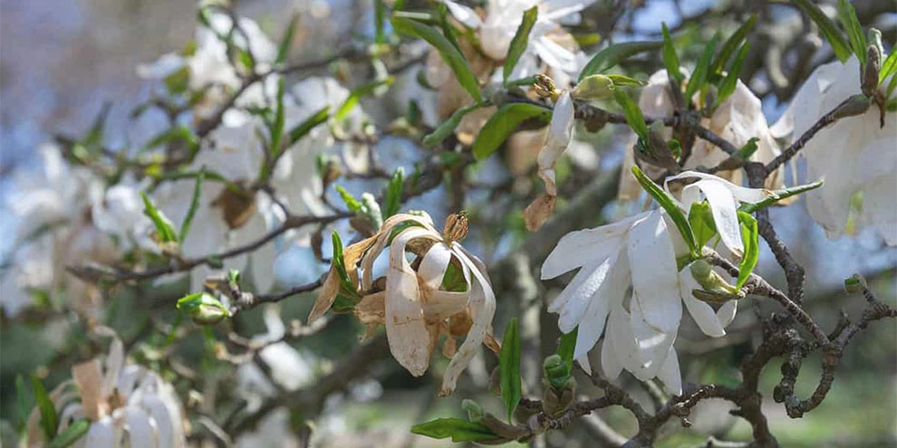 How Do You Know If Your Magnolia Tree Is Dying